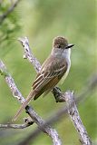 Brown-crested Flycatcherborder=